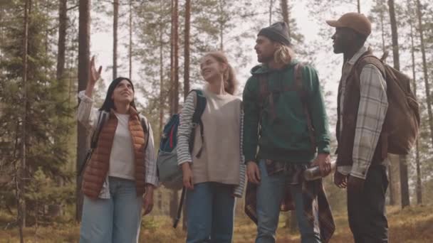 Langzame middelgrote opname van vier jonge volwassenen met rugzakken die praten terwijl ze omhoog kijken, midden in het lege zomerwoud staan tijdens kamperen of wandelen - Video