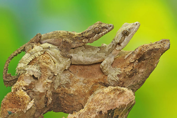 Zwei fliegende Geckos von Kuhl sonnen sich auf trockenem Holz. Dieses Reptil trägt den wissenschaftlichen Namen Ptychozoon kuhli.  - Foto, Bild