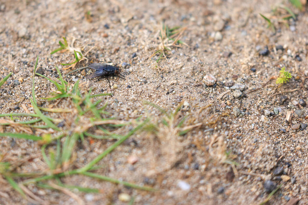 mosca negra oscura caminando por el suelo - Foto, imagen