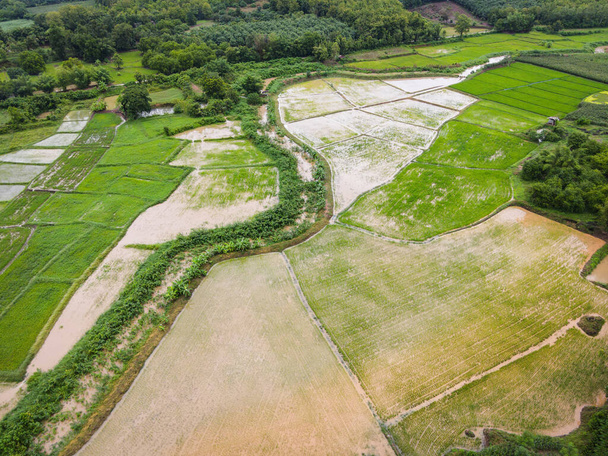 Légi kilátás a zöld rizs mezők természet mezőgazdasági gazdaság háttér, felső nézet rizsföld felülről az útvonal mezőgazdasági parcellák különböző növények esős évszakban mezők, Madártávlat - Fotó, kép