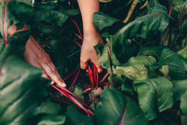 Hands with beet during harvesting on farm.  - Foto, Bild