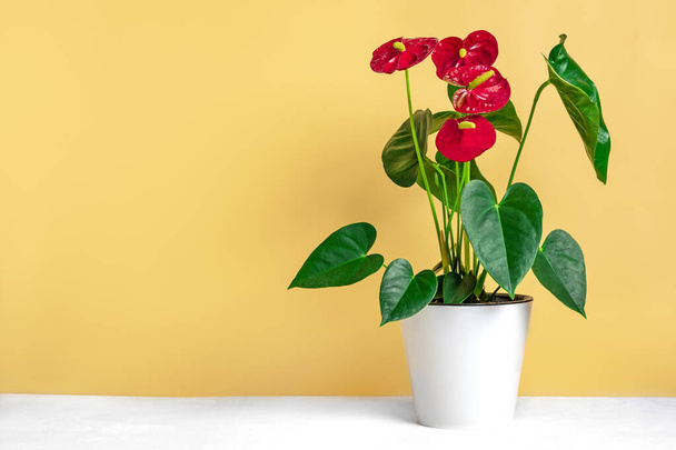 House plant Anthurium in white flowerpot isolated on white table and beige background - Photo, Image