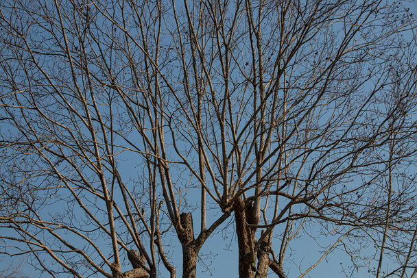 Стреляя ветвями без листьев на обрезанном дереве - Фото, изображение
