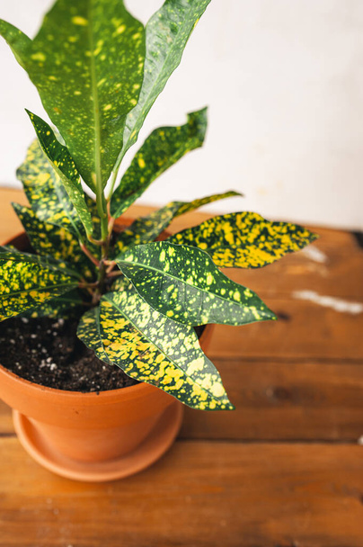 тепличні рослини Codieum з яскраво-жовтими плямами в стильному глиняному горщику на білому тлі. озеленення території будинку. невибаглива рослина. вертикальний вміст, вибірковий фокус
 - Фото, зображення