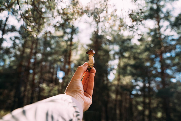 Survival skill in great outdoors. Hand holding small Porcini mushroom. Closeness to the nature. hiking and mushroom picking.  - Fotografie, Obrázek