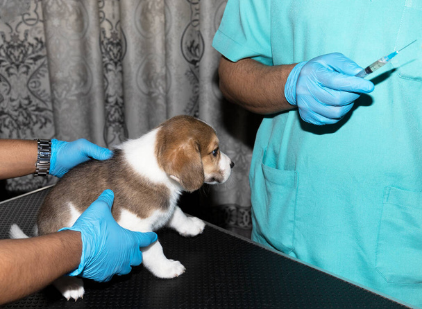 Un cucciolo di 6 settimane Beagle ottenere la sua temperatura rettale controllato da un veterinario - Foto, immagini