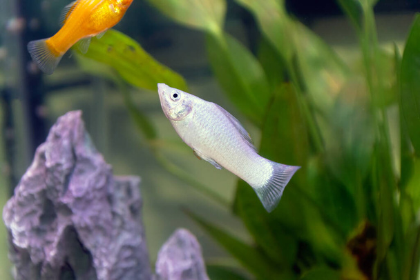 A small silver or white common Molly fish in a home aquarium - Photo, Image