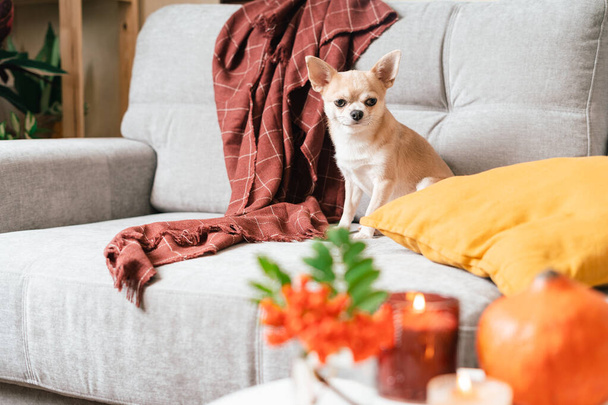 Funny puppy chihuahua lying on couch and pillow under plaid indoors. Cute Little dog home warming under blanket in cold fall autumn winter weather. Pet animal in living room with candle and decor - Photo, image