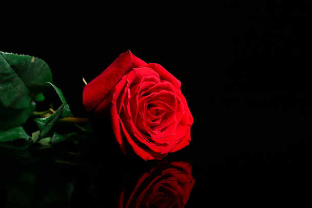 mooie roos op donkere achtergrond - Foto, afbeelding
