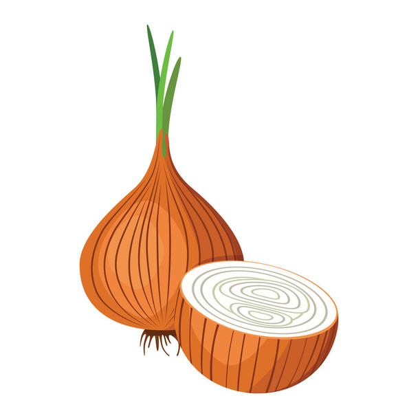 Brown onion. A sprouted onion and an onion cut in half. Vector illustration isolated on a white background for design and web. - ベクター画像