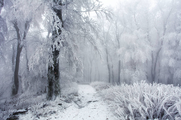 Winter forest in the mountains. Majestic winter treet - Фото, зображення