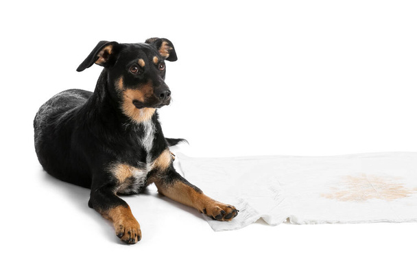 Cute dog near underpad with wet spot on white background - Foto, Imagen