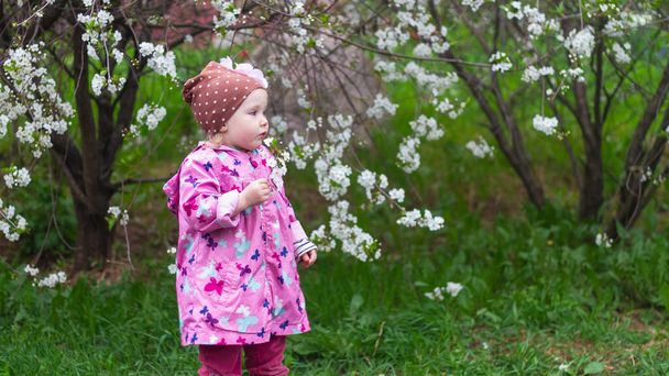 Baby girl sniffs white cherry blossoms in spring. - Φωτογραφία, εικόνα