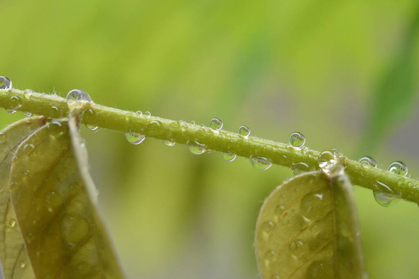water droplets on green leaf - Фото, изображение