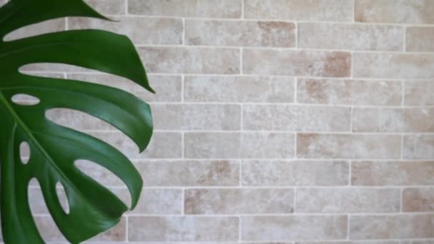 Paisaje de verano con hojas de monstera tropical sobre fondo de pared de ladrillo con espacio de copia - Metraje, vídeo
