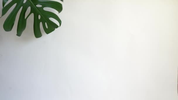 Летний пейзаж с тропическим листком монстры на белом фоне стены с копировальным пространством - Кадры, видео