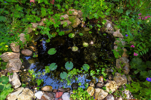 Zahradní jezírko s vodními rostlinami na dvorku - Fotografie, Obrázek