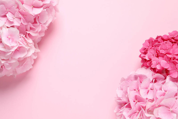 Beautiful hortensia flowers on pink background, flat lay. Space for text - Foto, afbeelding