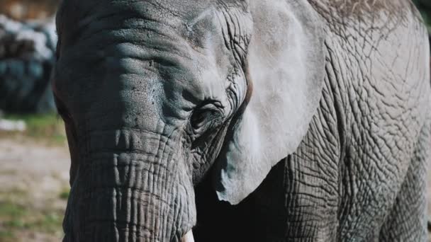 Un mammifero gigante elefante cresciuto con pelle rugosa dettaglio faccia elefante africano - Filmati, video