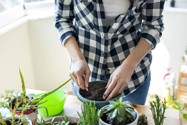 Young housewife with flower in pot and gardening. Planting house plants indoors. - Foto, afbeelding