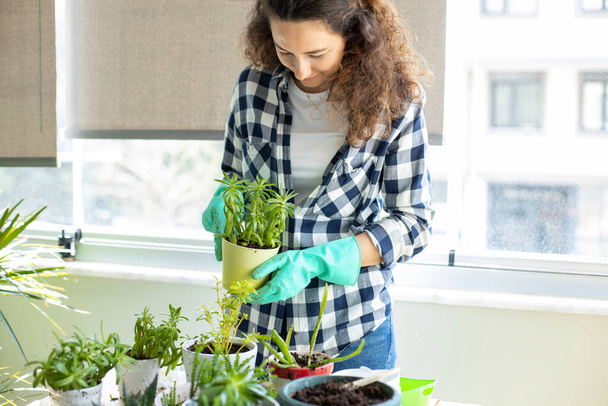 Young housewife with flower in pot and gardening. Planting house plants indoors. - Photo, image