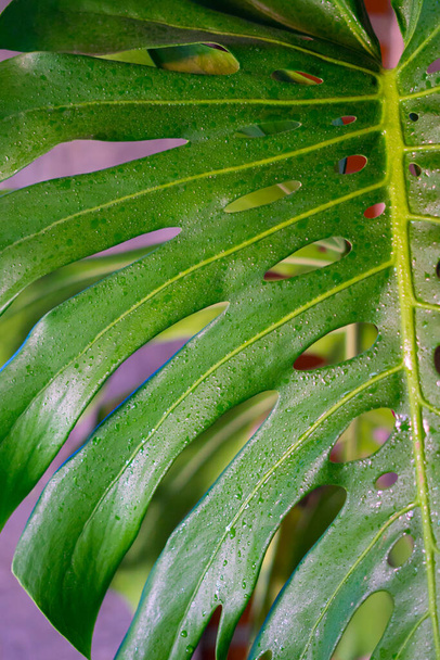 Monstera groene bladeren of Monstera Deliciosa in donkere tinten, achtergrond of groen bladerig tropisch dennenbos patronen voor creatieve design elementen. - Foto, afbeelding