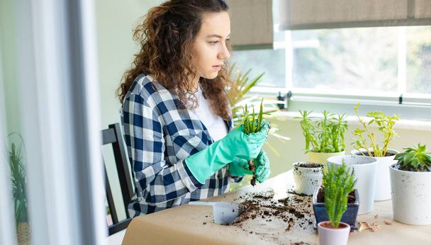 Young housewife with flower in pot and gardening. Planting house plants indoors. - Foto, Imagen