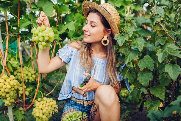 Rolnik zbierający uprawy winogron w gospodarstwie ekologicznym. Kobieta krojąca winogrona stołowe Arkadii z suszonymi śliwkami i wkładająca je do koszyka. Ogrodnictwo, koncepcja rolnictwa - Zdjęcie, obraz