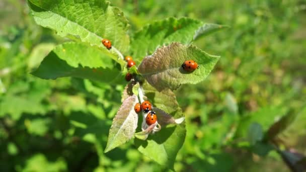 ladybugs on a leaf. observation of insects and nature.  - Footage, Video