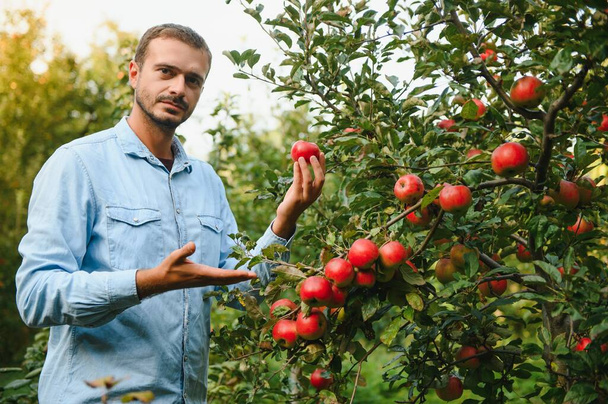 Happy farmer man picking apples from an apple tree in garden at harvest time - Photo, Image