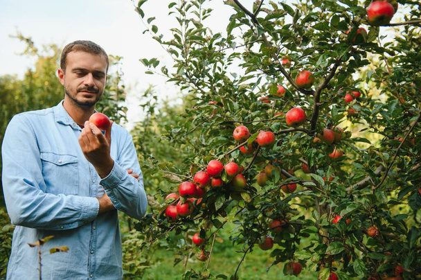 Young man admires apples in the tree. - Φωτογραφία, εικόνα