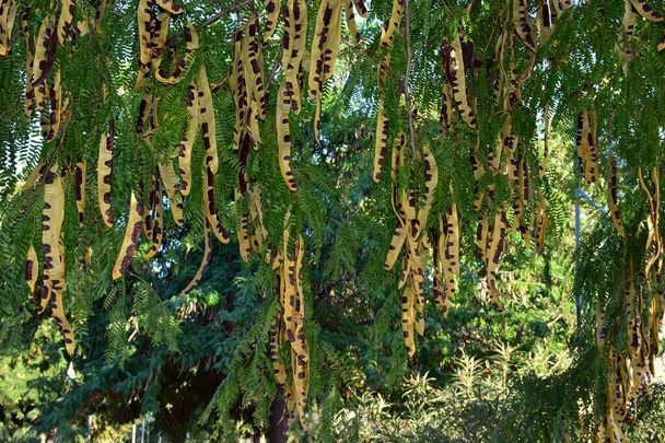 Fruits, légumineuses, semi-mûrs d'une acacia trois épines, gleditsia triacanthos - Photo, image