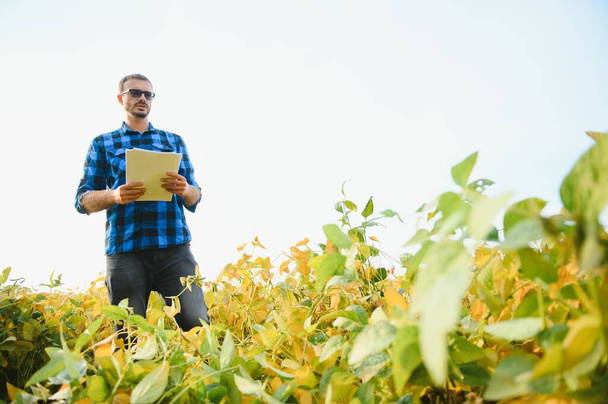 A farmer agronomist inspects soybeans growing in a field. Agriculture - Foto, Imagen