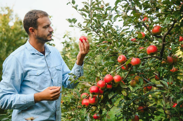Valitsemalla parhaat omenat. Onnellinen nuori mies viljelijä ojentaa kätensä kypsä omena ja hymyillen seistessään puutarhassa - Valokuva, kuva