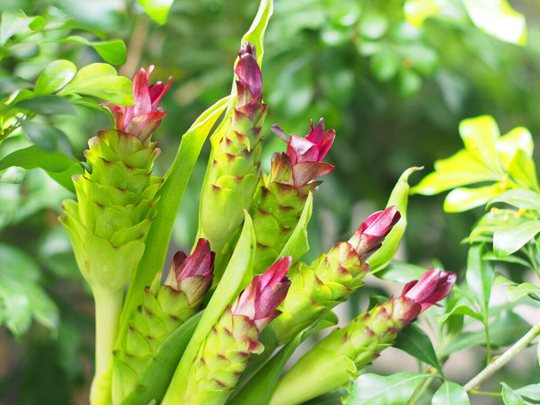 Is de naam van de bloem van de Krakau of Curcuma aeruqinosa Roxb Is geurig is het gegroeid als een kleurrijke sierlijke bloem. - Foto, afbeelding