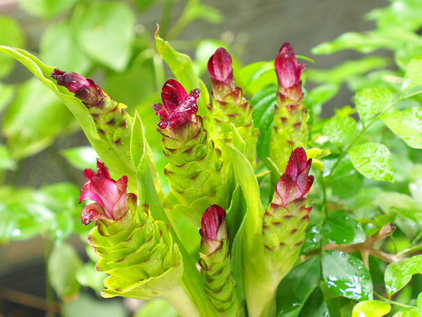 Ist der Name der Blume der Krachiew oder Curcuma aeruqinosa Roxb Ist duftend wird sie als bunte Zierblume angebaut. - Foto, Bild