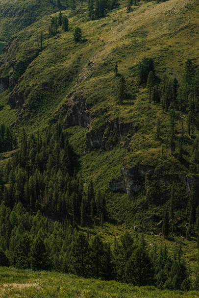 Beautiful trees on the slopes of the mountains in the Ulagan area of the Altai Republic. - Фото, зображення