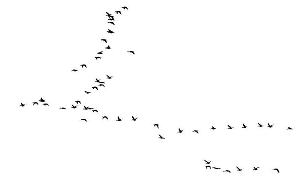 Ιπτάμενα πουλιά. Διανυσματική εικόνα. Λευκό φόντο.  - Διάνυσμα, εικόνα