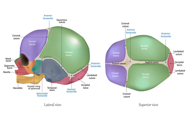 Anatomie des neugeborenen Schädels. Kraniale Nähte und Fontanelle. Seitliche und überlegene Sicht - Vektor, Bild