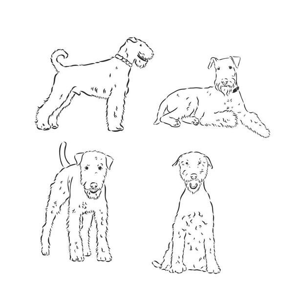 Airedale Terrier köpeği basit vektör çizimi beyaz arkaplanda - Vektör, Görsel