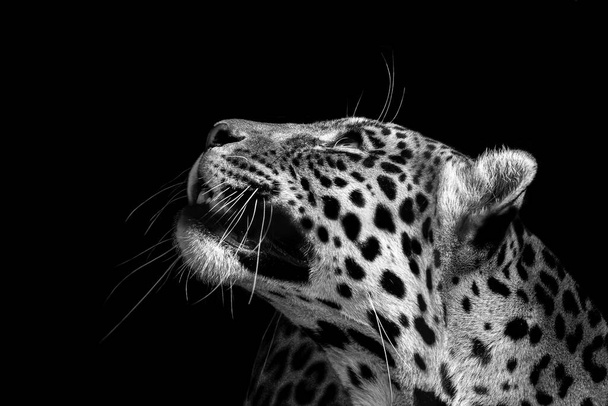 дикая природа леопарда, изолированные животные - Фото, изображение