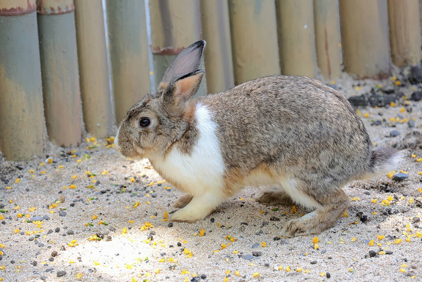Un conejo está buscando comida en el suelo..  - Foto, imagen