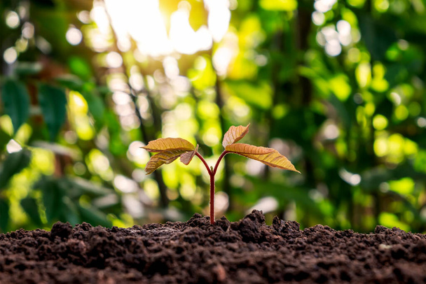 Seedlings αναπτύσσονται από γόνιμο έδαφος, οικολογικές έννοιες, και την ανάπτυξη των φυτών. - Φωτογραφία, εικόνα