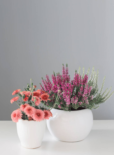 flowers on gray background  - Photo, image