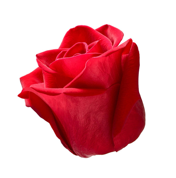 Blume Rose Blütenblatt Blüte rot Natur schön Hintergrund - Foto, Bild