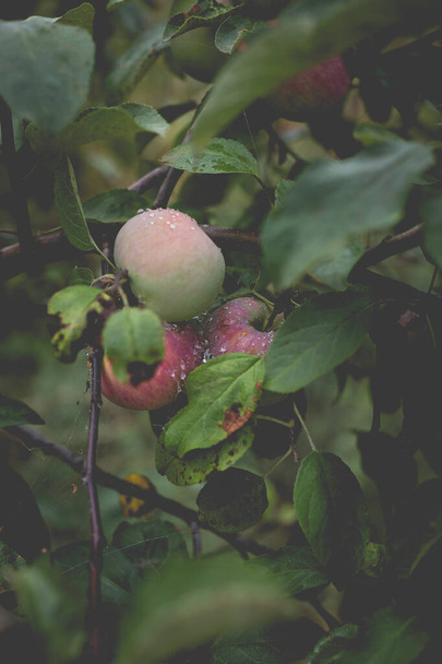 Beautiful view of the apple tree in the morning after the rain. Raindrops on an apple. A toned photo with vignetting and soft ambient light. - Photo, image