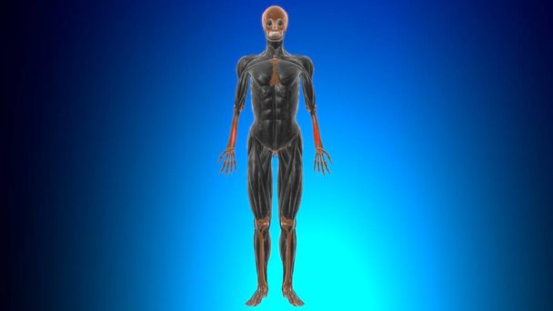 Interossäre Membran Unterarm Muskelanatomie für medizinisches Konzept 3D Illustration - Foto, Bild