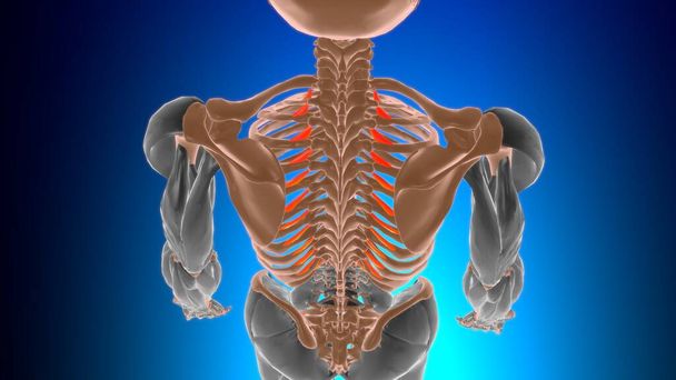 Levatores costarum breves Muscle Anatomy For Medical Concept 3D Illustration - Fotografie, Obrázek