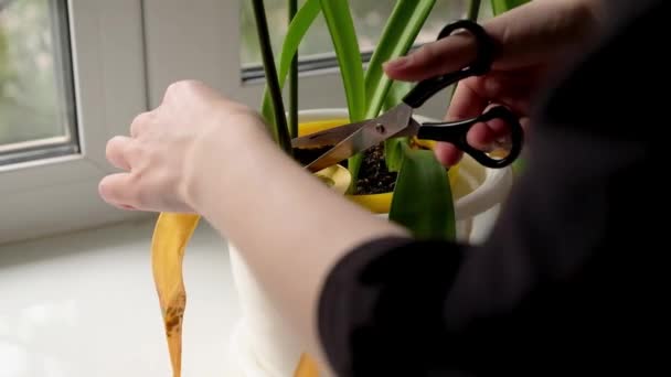 Female hands cuts off dead orange leaves of green plant with scissors at home. Woman florist or gardener take care of houseplants. Trimming and cutting. - Footage, Video