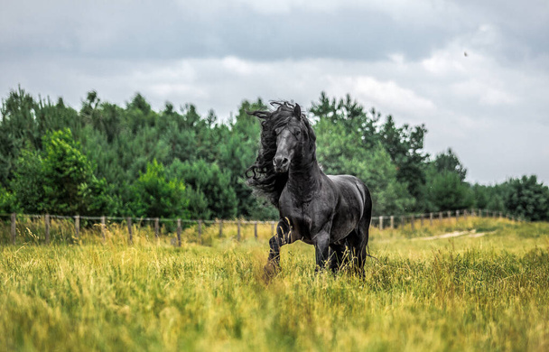 A black Friesian horse gallops in a meadow in autumn colors - Foto, Bild